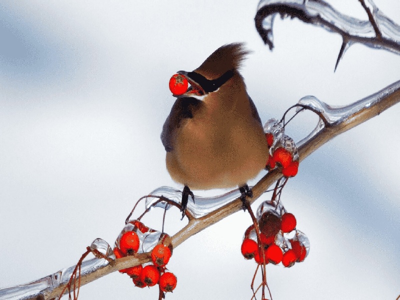 试管翻倍3万（试管儿有缺陷）